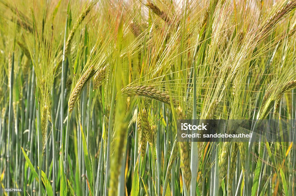 scorching blade of barley blade of barley in a field to the color reddish Agricultural Field Stock Photo