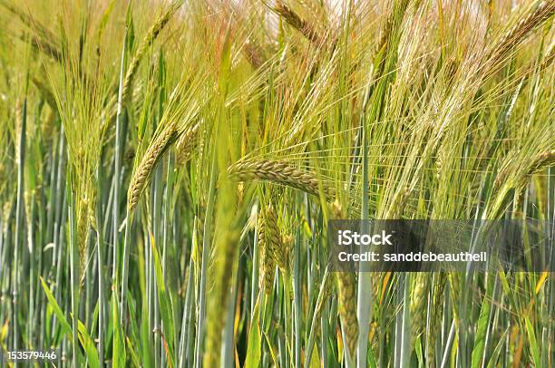 Scorching Blade Of Barley Stock Photo - Download Image Now - Agricultural Field, Agriculture, Barley