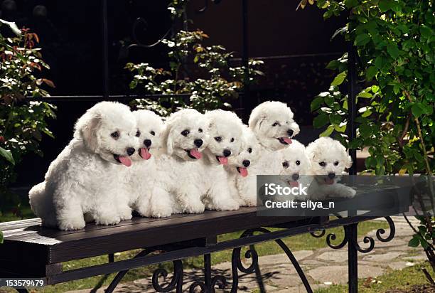 White Puppies Stock Photo - Download Image Now - Animal, Bichon, Bichon Frise