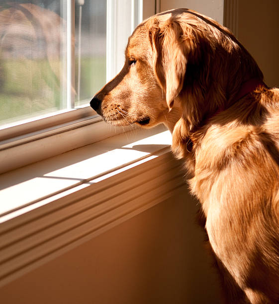 Solemn golden retriever inside a home looking out a window stock photo