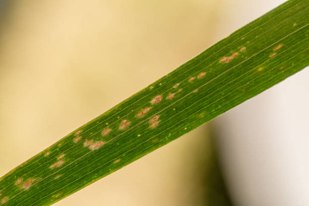 barley powdery mildew. leaves of a plant close up. - barley grass seedling green imagens e fotografias de stock