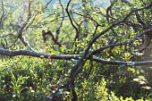 dwarf birches in tundra. northern forest in sunny weather in sum