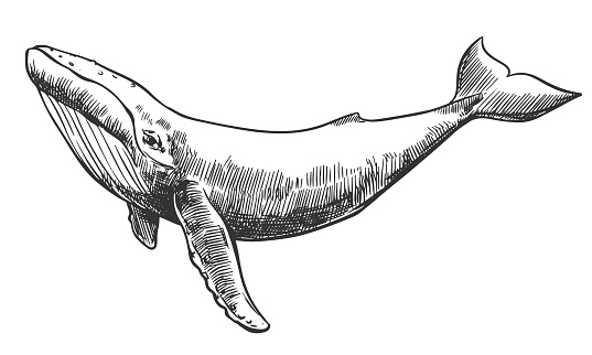 Vector hand drawn illustration of humpback whale. Sketch detailed engraving style