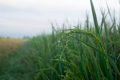 this pic show green rice ears and water drops on grain in rice field morning time