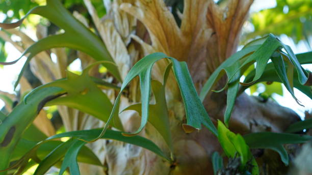 Platycerium bifurcatum Platycerium bifurcatum, has leaves shaped like deer antlers and gray in color. This species is known as Elkhorn Fern and Common Staghorn Fern. platycerium bifurcatum stock pictures, royalty-free photos & images