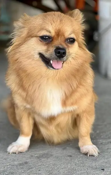 a photography of pomeranian dog sitting on the ground with his tongue out.