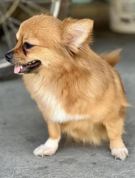 a photography of chihuahua dog sitting on the ground with his tongue out.