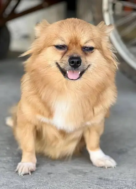 a photography of pomeranian dog sitting on the ground with his tongue out.