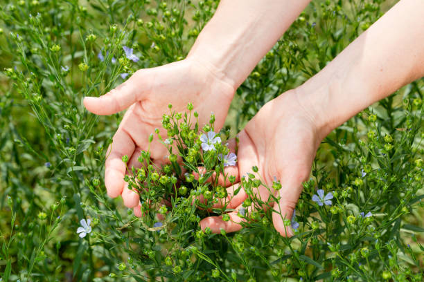 le mani femminili tengono le piante di lino con i fiori sullo sfondo di un campo di lino - seed flax seed human hand food foto e immagini stock