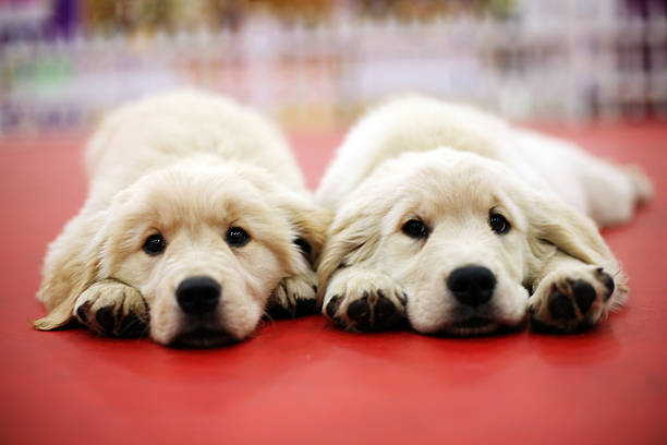 brothers and two dogs - eeneiige tweeling stockfoto's en -beelden