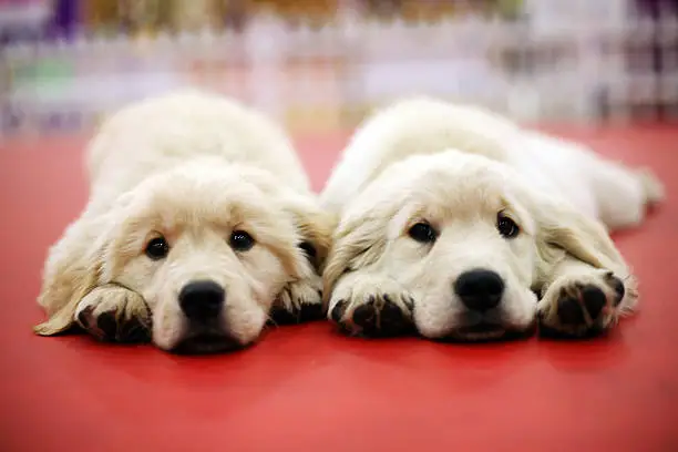 Two brothers dogs playing tiredï¼feel very cute and quiet