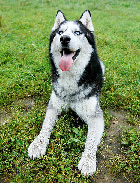 istock Siberian Husky dog Laying in the grass 153584770