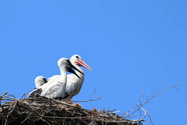 istock Two storks and a baby on a nest 1535851620
