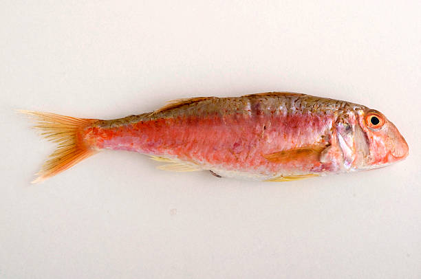 fresh fish stock photo