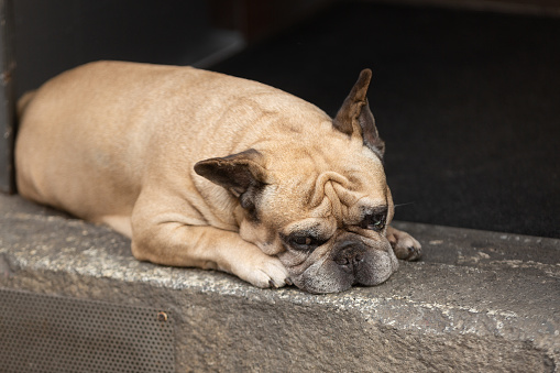View of a Pug dog sitting with it's face resting on the step at the entrance to a small shop in Milan, Italy