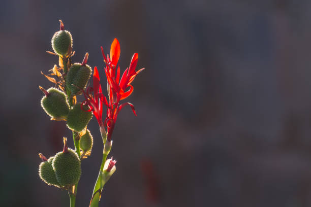 istock illuminated african arrowroot flowers in warm light during sundown in a resort on vacation macro 1535864005