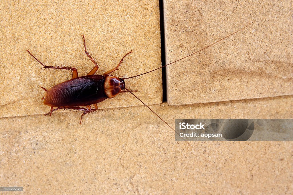 Cockroach crawling on a tile kitchen floor cockroaches on wall Cockroach Stock Photo