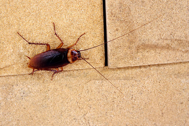 Cockroach crawling on a tile kitchen floor cockroaches on wall blatta orientalis stock pictures, royalty-free photos & images
