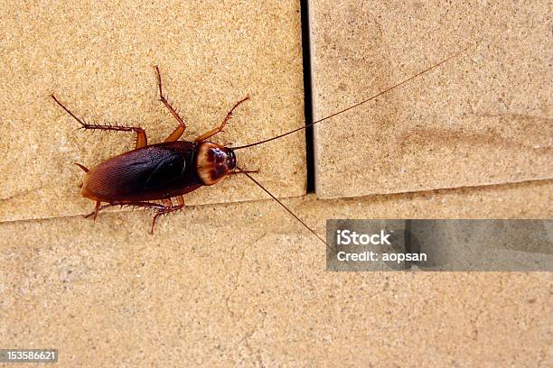 Cockroach Crawling On A Tile Kitchen Floor Stock Photo - Download Image Now - Cockroach, Animal, Animal Antenna