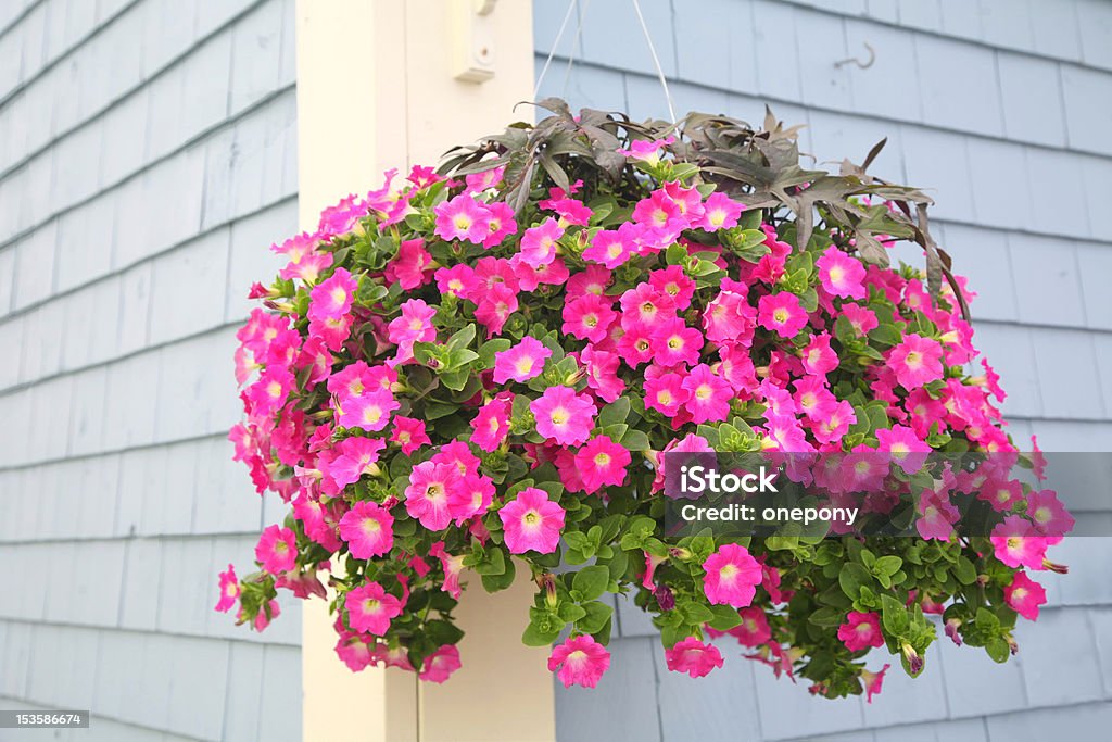 Petunia Basket A vibrant hanging basket full of purple petunias hanging outside as a decoration on the wall of a building. Hanging Basket Stock Photo