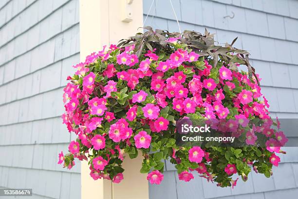 Petunia Basket Stock Photo - Download Image Now - Hanging Basket, Basket, Petunia