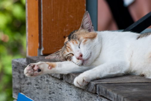 Cat suffering from heat stroke on asphalt outdoors