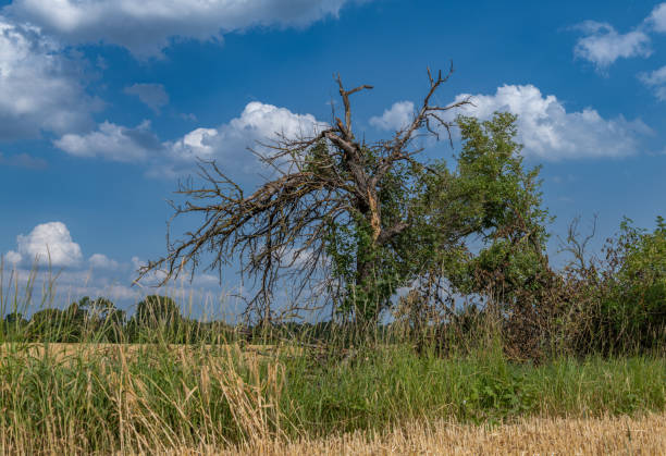 dead tree on the edge of a mowed wheat field