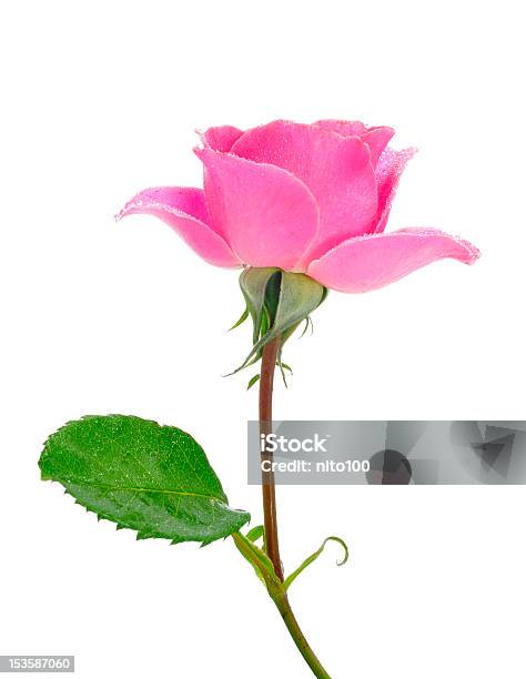 Pink Rose Stockfoto und mehr Bilder von Baumblüte - Baumblüte, Blatt - Pflanzenbestandteile, Blume