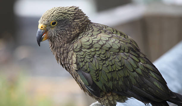istock New Zealand'd native parrot, the Kea 153587445