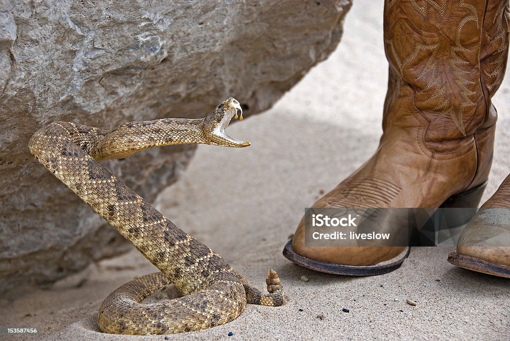 Rattle Snake Rattle snake attacking boots under rock. Animals Attacking Stock Photo