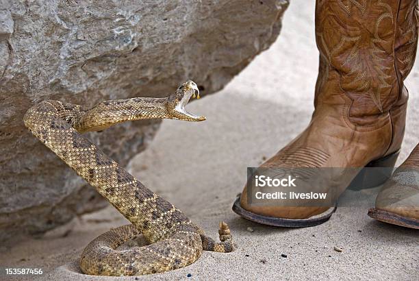 Rattle Snake Stock Photo - Download Image Now - Animals Attacking, Rattlesnake, Animal Wildlife