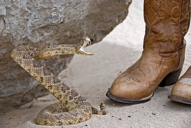 Photo of Rattle Snake