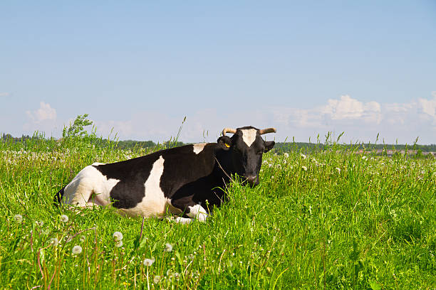 istock cow in the meadow 153587664