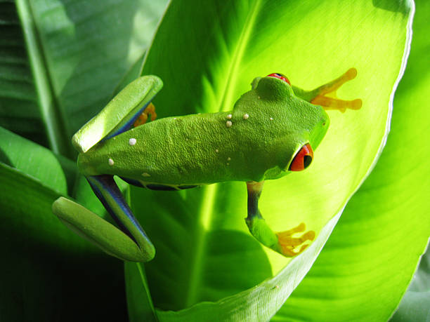 istock red eyed tree frog is sitting on a green leaf 153587935