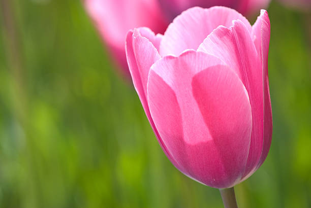 Closeup of pink tulip stock photo