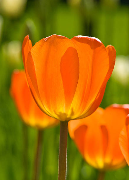 Translucent orange tulip stock photo