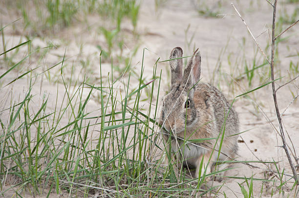 Cottontail rabbit eating grass stock photo