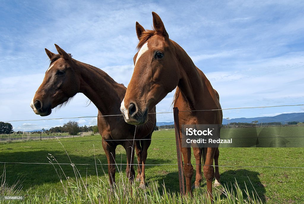 Deux chevaux Curieux - Photo de Alezan foncé - Couleur d'un cheval libre de droits