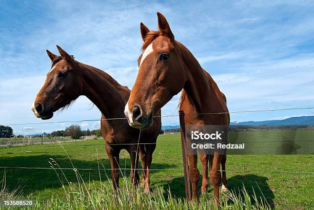 Dwa Konie Ciekawski - zdjęcia stockowe i więcej obrazów Brązowy - Brązowy, Ciekawość, Część ciała zwierzęcia