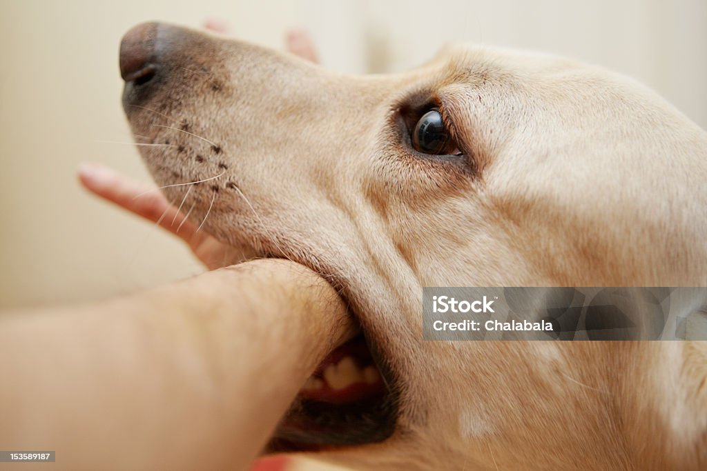 Morso di un cane - Foto stock royalty-free di Cane