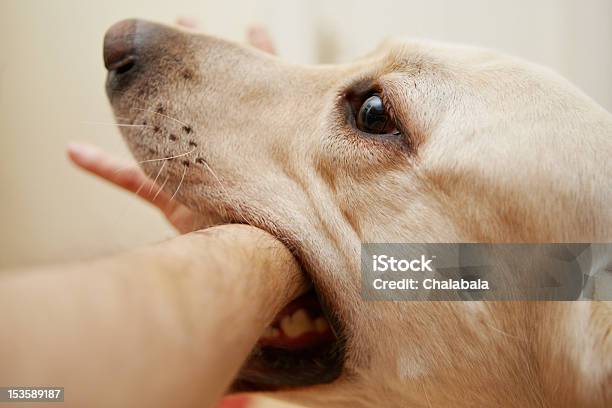 Morso Di Un Cane - Fotografie stock e altre immagini di Cane - Cane, Mordere, Lesionato