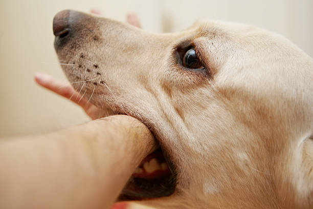 istock Labrador with mouth around an arm 153589187