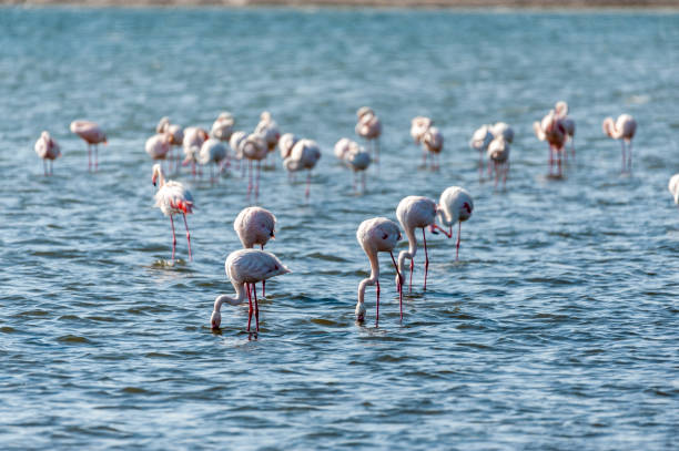 istock Flamingos near Walvis Bay 1535893972
