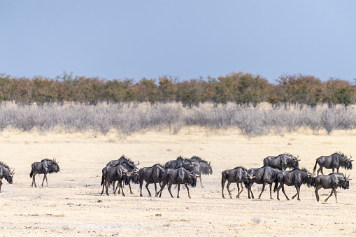 Telephoto shot of a herd of blue wildebeest - Connochaetes taurinus- trekking across the plains of Etosha national Park, Namibia.