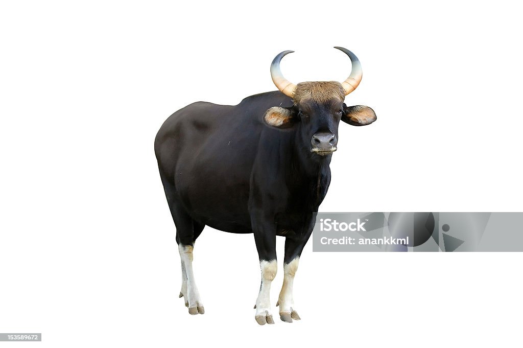 Female Gaur Stock Photo - Download Image Now - Cut Out, Bull - Animal,  Animal - iStock