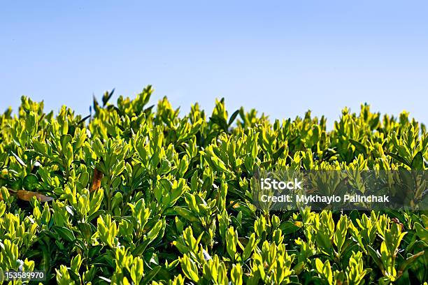 Floral Background Stock Photo - Download Image Now - Abstract, Back Lit, Backgrounds