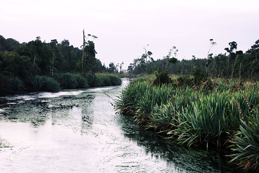 The Māhinapua creek and wetlands near Hokitika town in the Westland National Park, New Zealand. The wetlands and waterway bordering Māhinapua lake grow Kahikatea and native New Zealand flax.