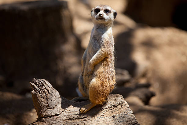 istock Meerkat on the lookout 153591268