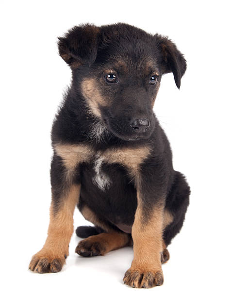istock Young puppy dog 153591339