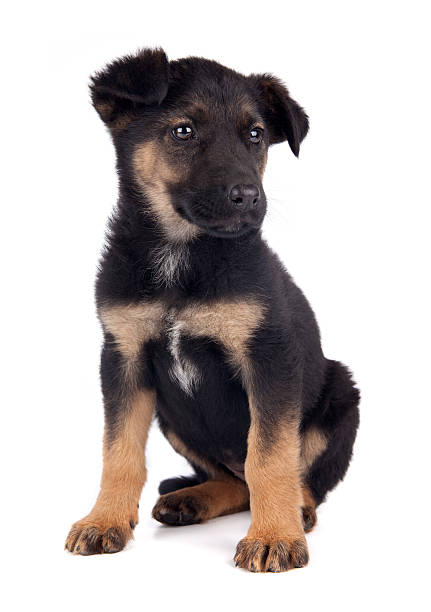 istock Young puppy dog 153591384